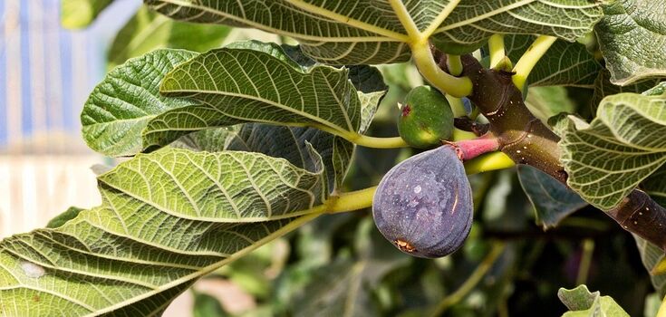 How to prepare fig bushes for winter to ensure big harvest