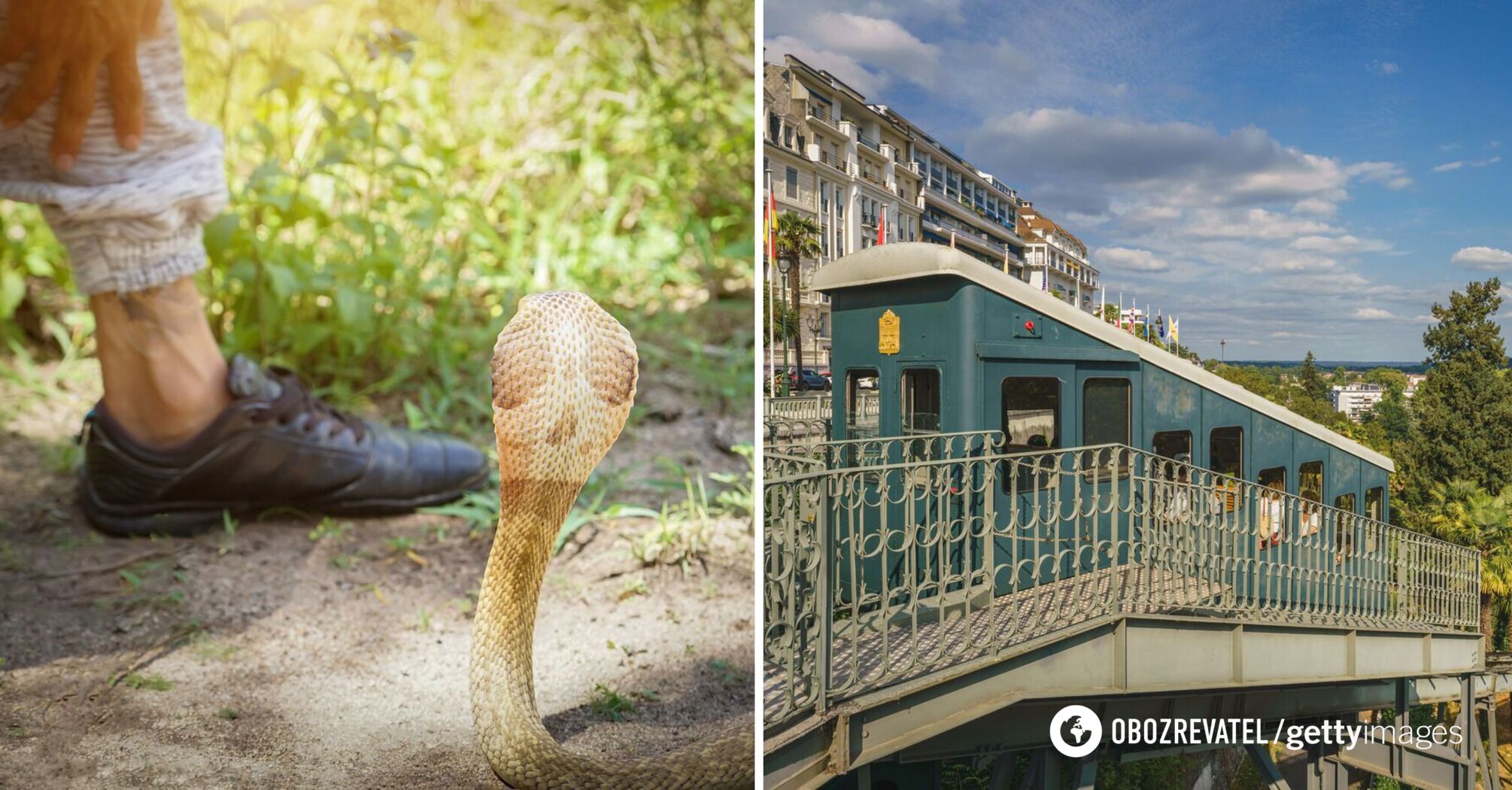 Snake bites tourist after crawling under his T-shirt in France