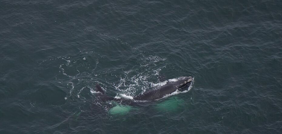 Редкий серый кит, пропавший в Атлантике более 200 лет, был замечен у берегов Нантакета