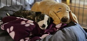 В Дублине "продали" маленького щенка за наркотики