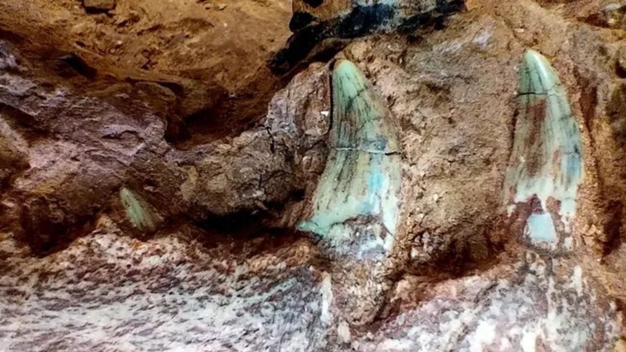 Heavy rains in Brazil exposed the remains of one of the world's oldest dinosaurs. Video