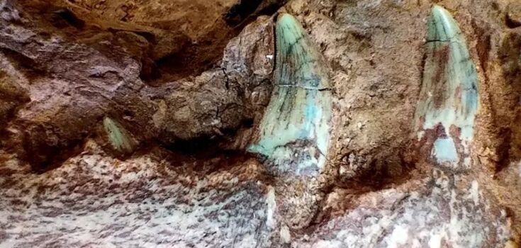 Heavy rains in Brazil exposed the remains of one of the world's oldest dinosaurs. Video