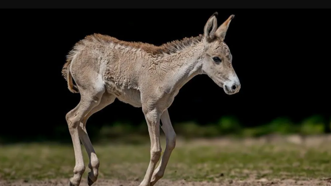 One of the rarest animals on Earth was born in a British zoo. Photo