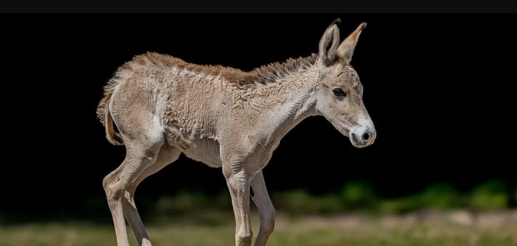 One of the rarest animals on Earth was born in a British zoo. Photo