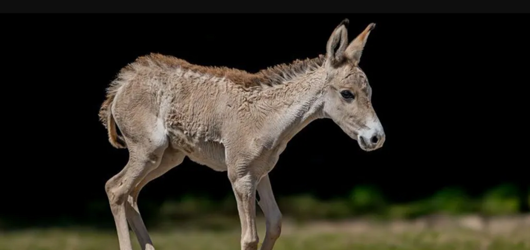 One of the rarest animals on Earth was born in a British zoo. Photo