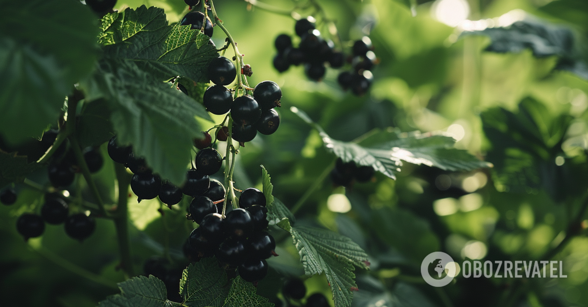How to care for currant bushes in the fall: there are a few rules that cannot be ignored