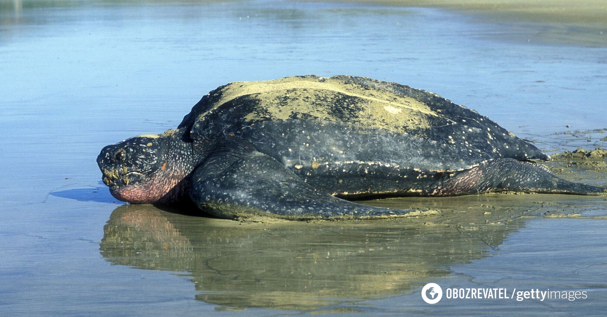 Weight 300 kilograms, length 2 meters: what the world's largest turtle looks like. Photo