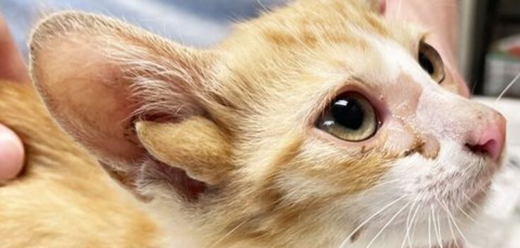 A kitten with four ears discovered in the United States has been called a genetic miracle. Photo
