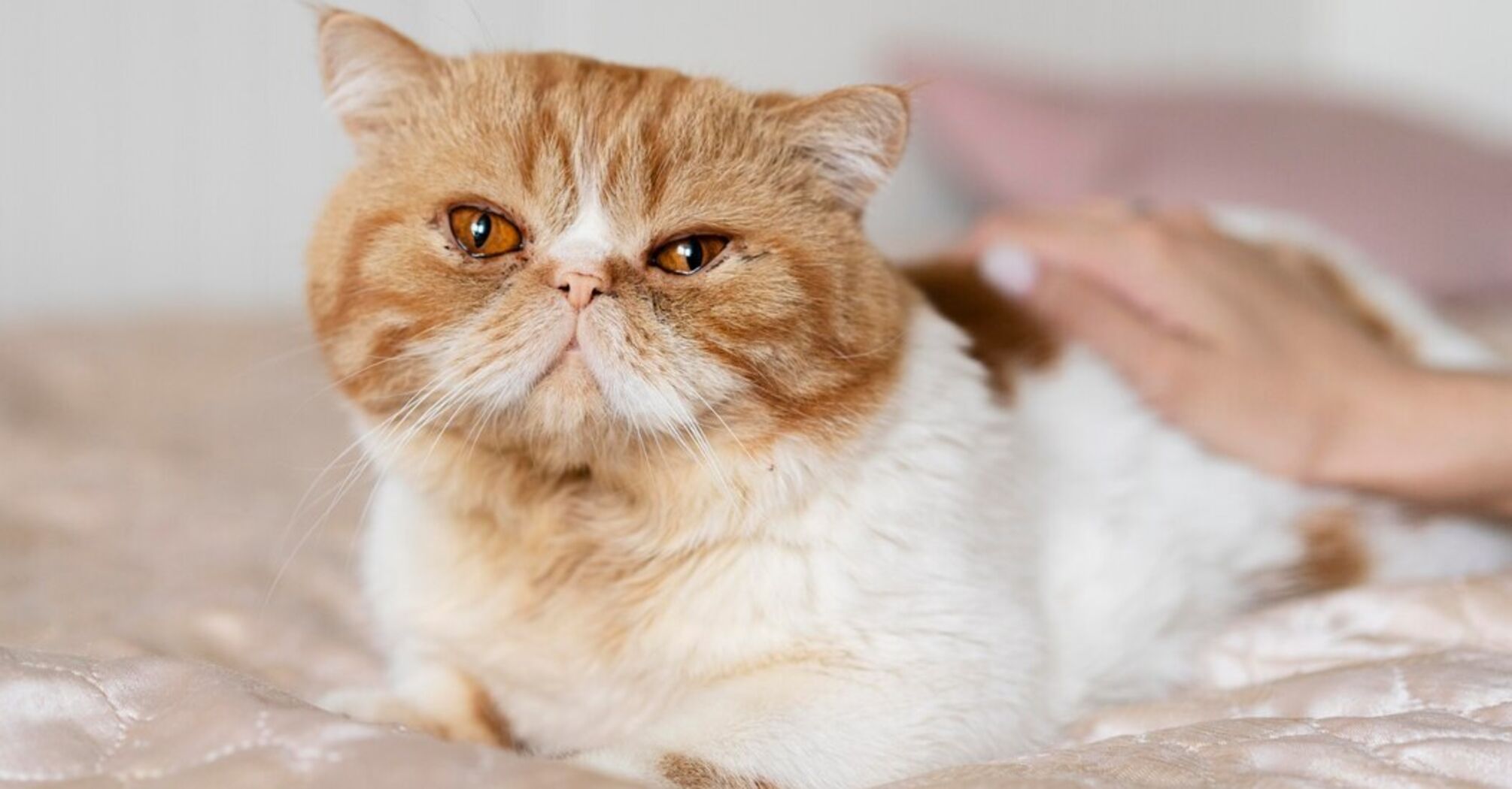Almost everyone does it wrong. How to pet cats so that they enjoy it