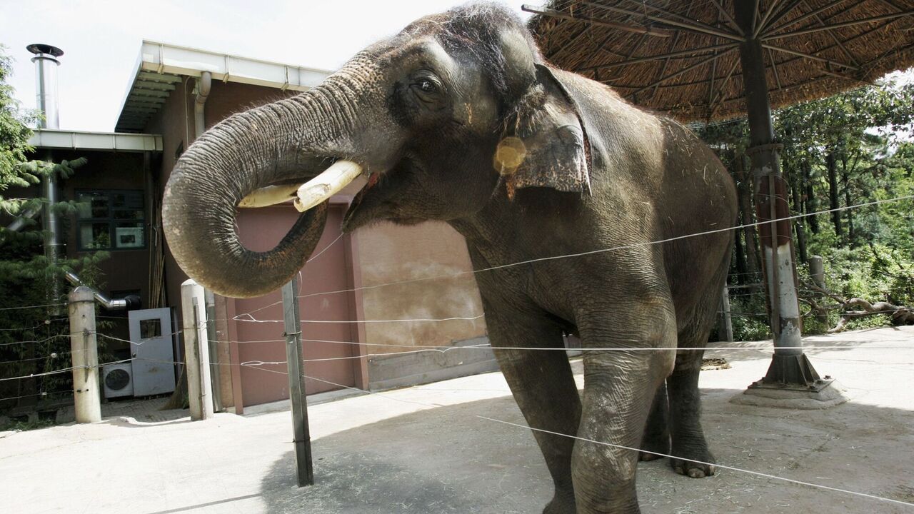 Incredible but true: four animals that can imitate human speech. Video