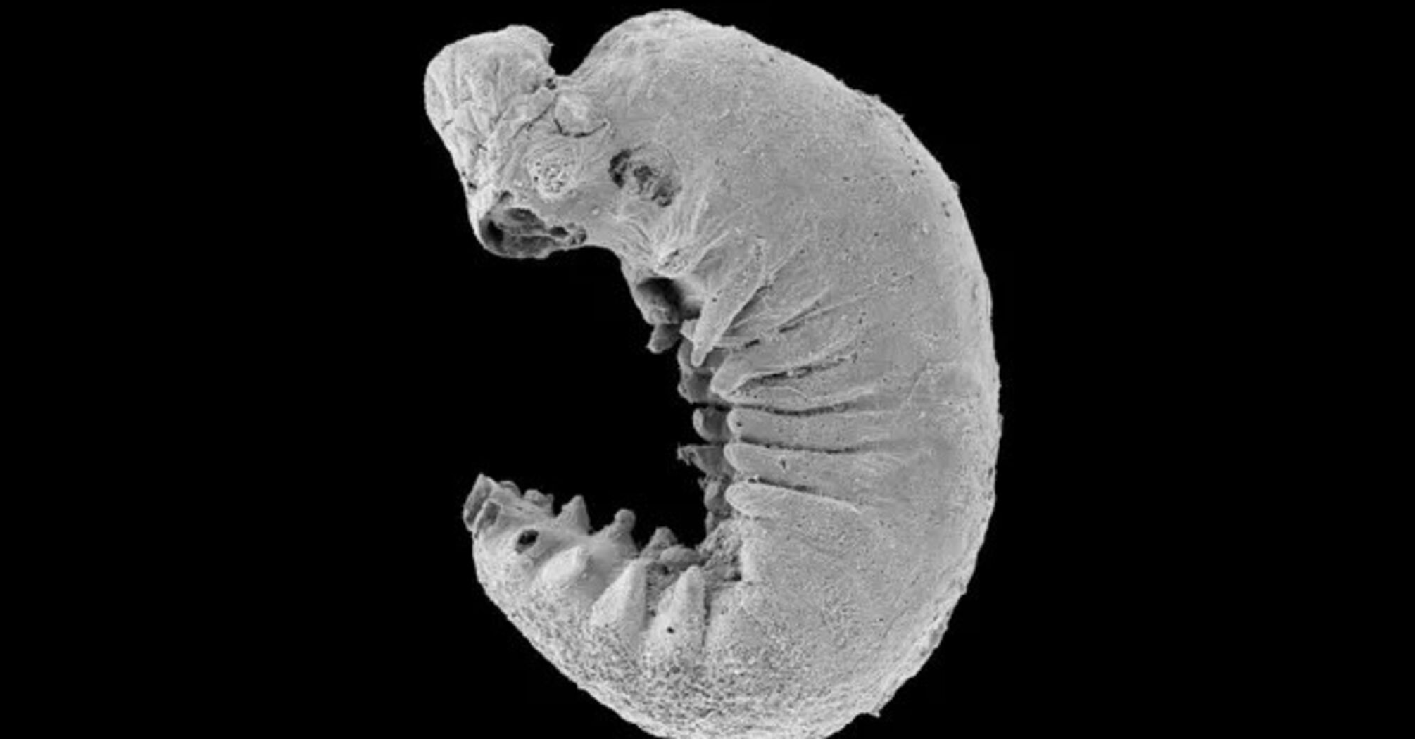 A 500 million-year-old larva fossil with a preserved brain was found in China: scientists' jaws dropped. Photo