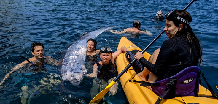 Harbinger of doom: rare oarfish spotted in California a few days before Los Angeles earthquake