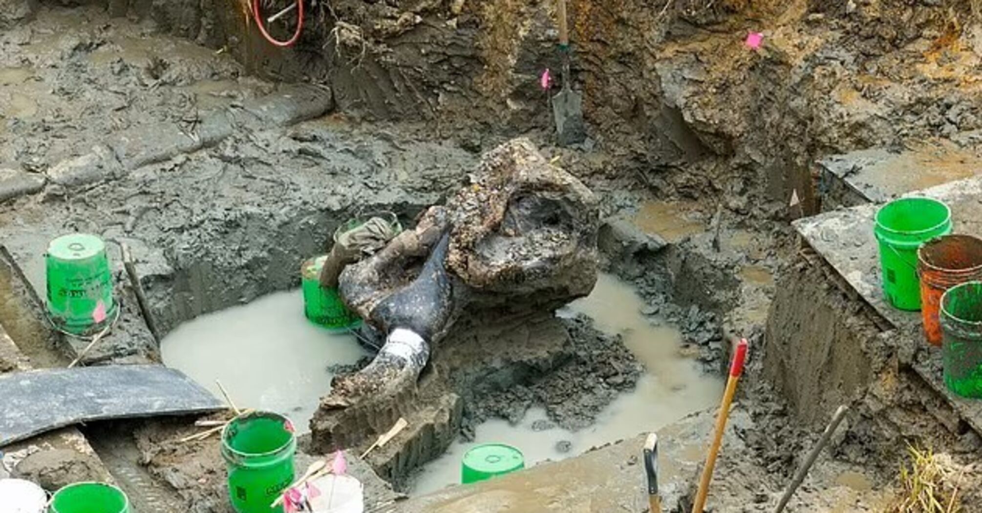 The remains of a giant creature that roamed the Earth along with the first humans, found in the United States. Photo
