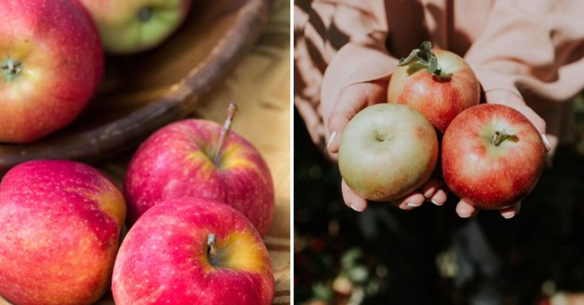 Desserts made from apples: 3 easy recipes