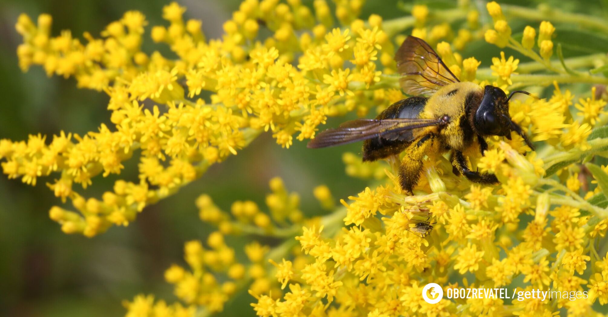 Scientists have found that plants have intelligence and the ability to "solve problems"