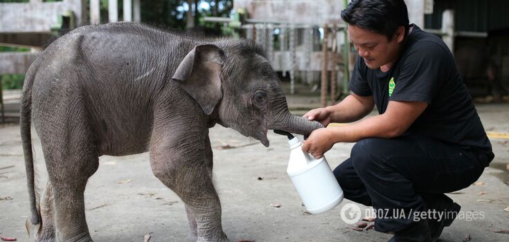 The smallest elephant in the world may disappear from the Earth. Photo