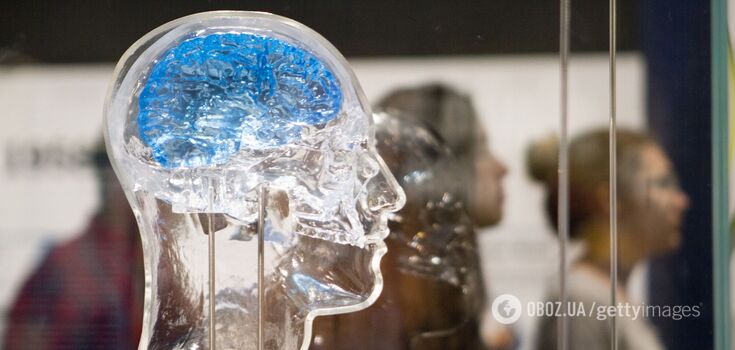 The first ever molecular atlas of brain vessels has been created: it will help in the treatment of tumors and stroke
