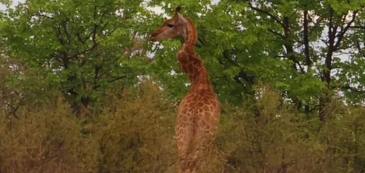 Like a zigzag: a giraffe with a crooked neck was spotted in South Africa. Photo