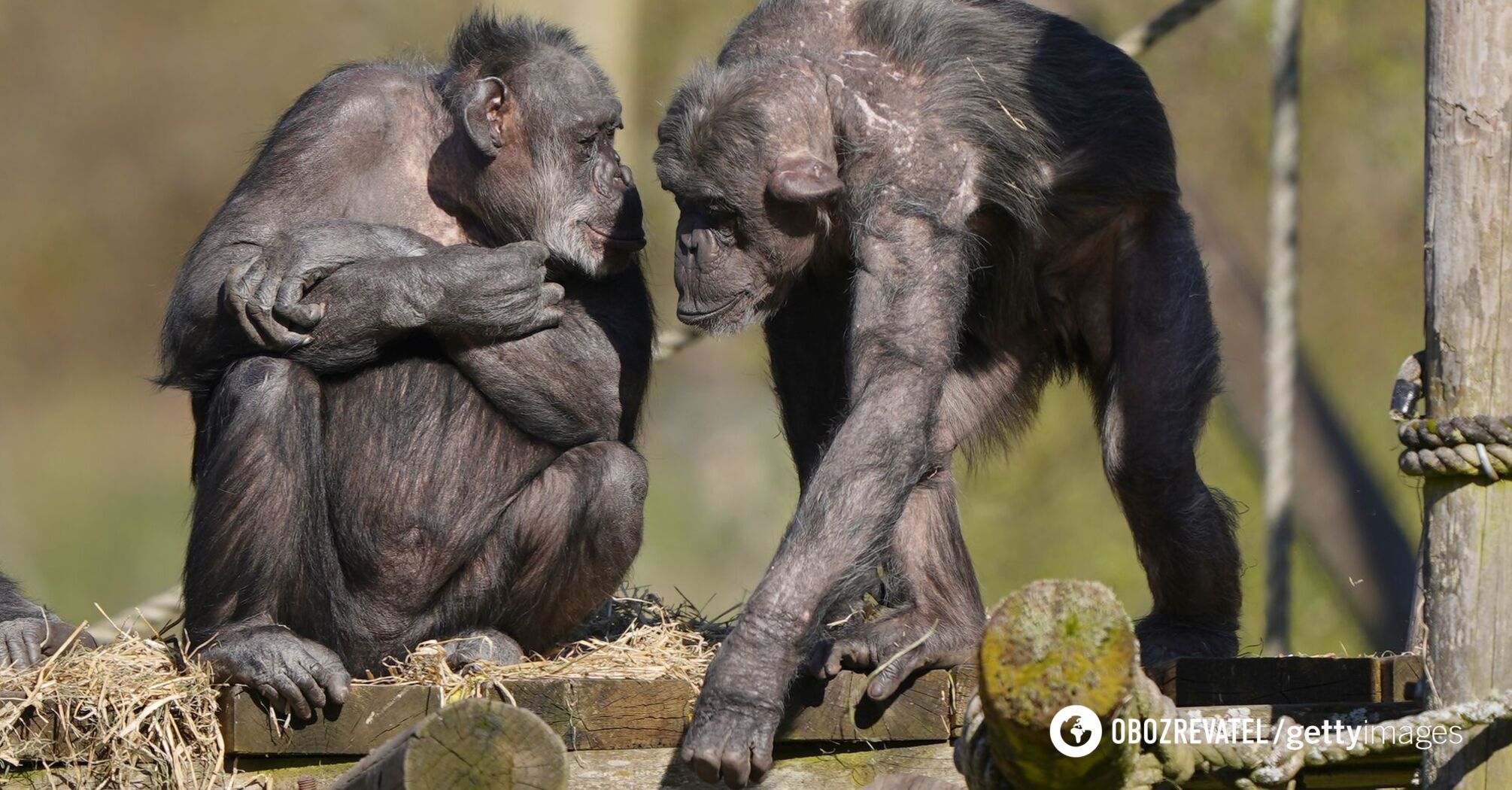Video of chimpanzee saying "mama" prompts research: but the truth may reveal humanity's cruel nature