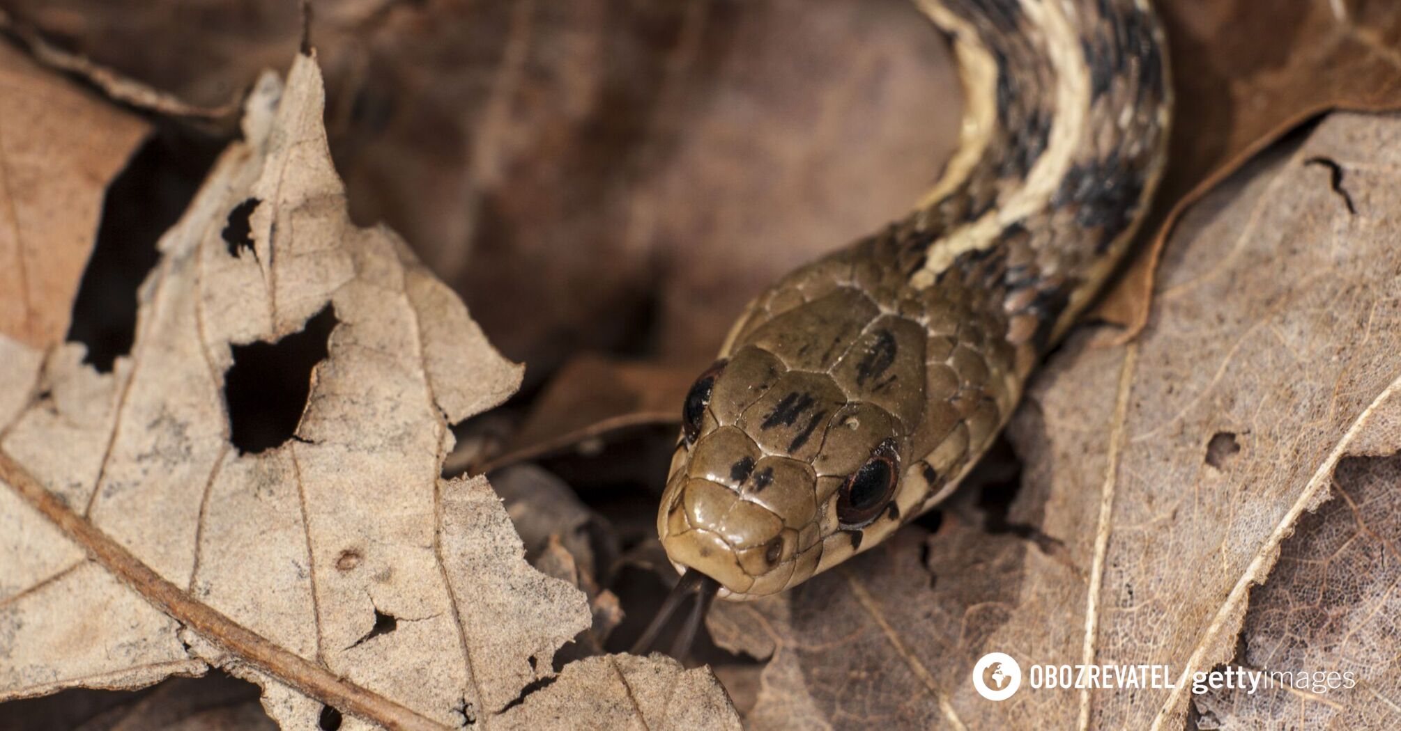 Fossils of three snakes that died 38 million years ago, huddled together, have been found in the US. Photo