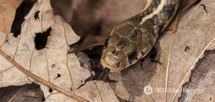 Fossils of three snakes that died 38 million years ago, huddled together, have been found in the US. Photo