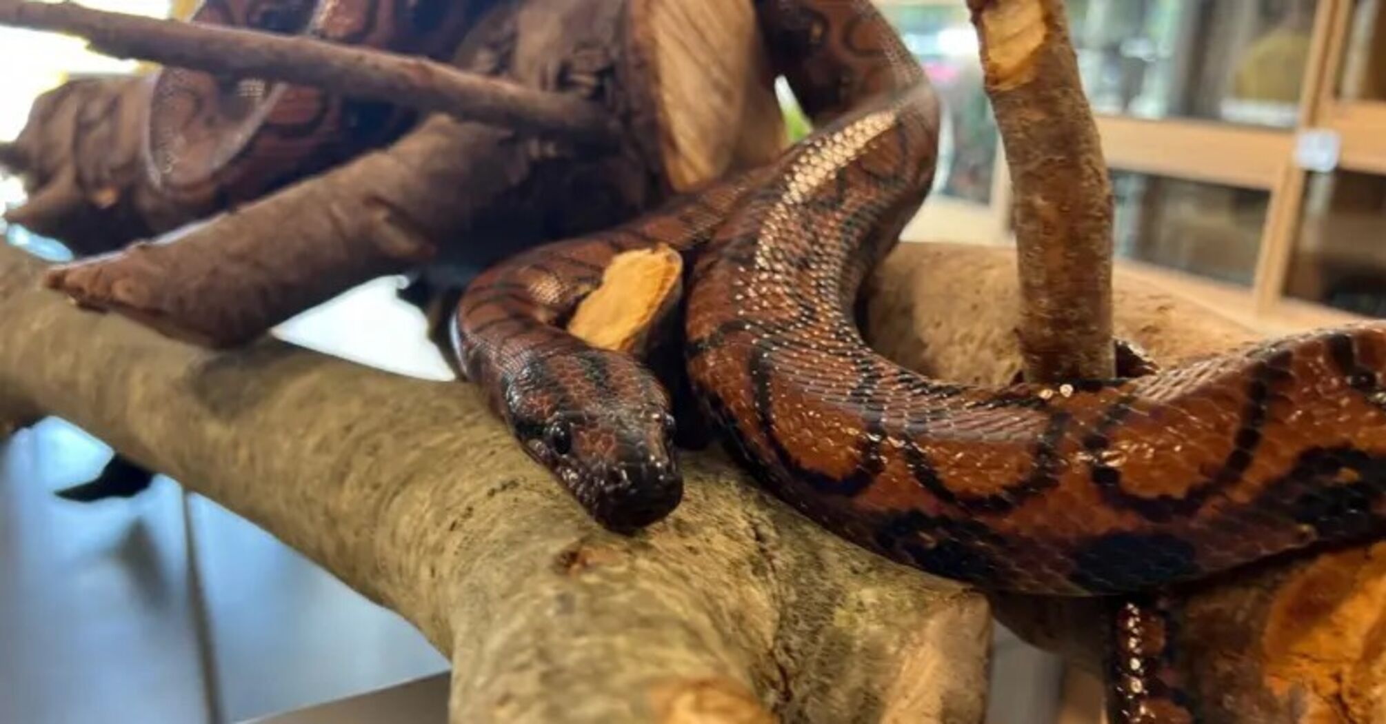 Ronaldo, a lonely boa constrictor, gave birth to 14 babies without a mate: he had not had any contact with snakes for 9 years. What is the secret?