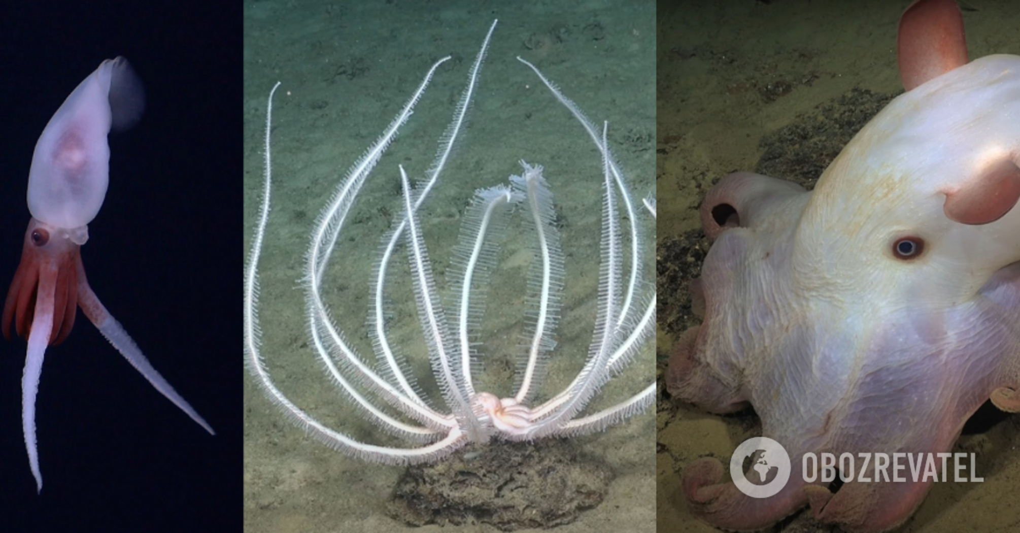 Oceanographers have discovered an underwater mountain higher than Olympus: "spaghetti monsters" and a rare squid were swimming nearby. Impressive photos and videos