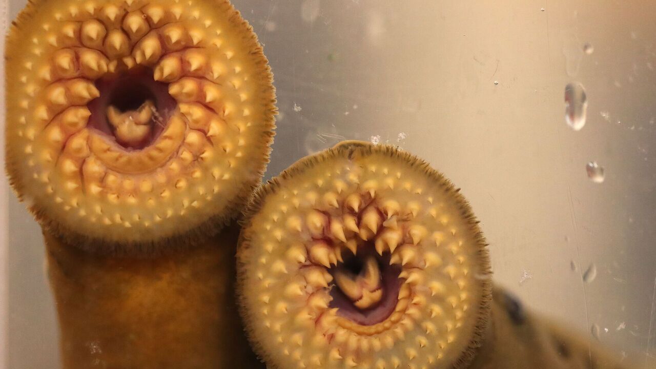 "Vampire fish" caught in Virginia river: why scientists called it a good sign