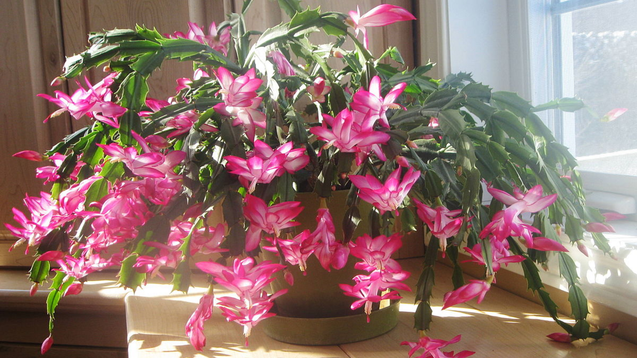 Will be covered with flowers in winter: what to feed the Christmas tree with
