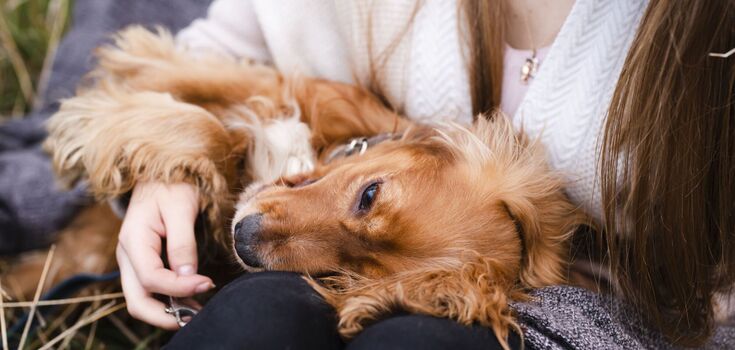 People and dogs can "talk"! What the latest research by scientists has shown and why it is very important
