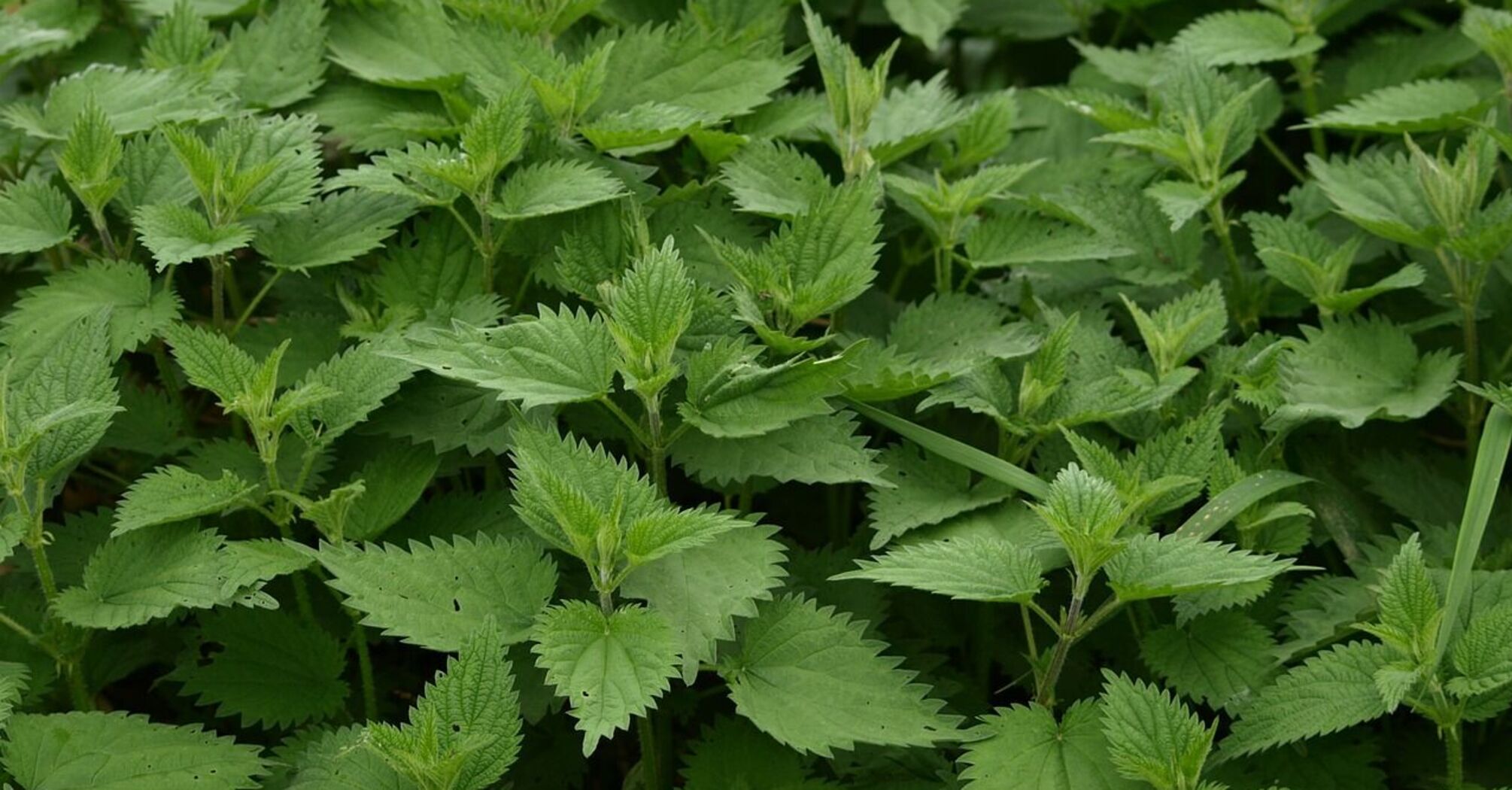 How to get rid of nettles in the garden: the most effective ways