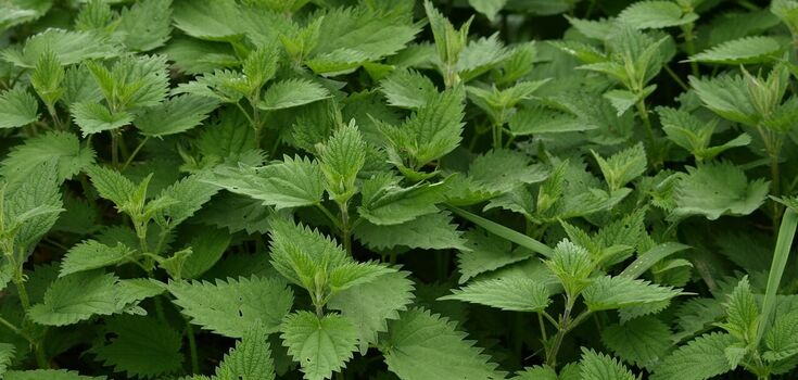 How to get rid of nettles in the garden: the most effective ways
