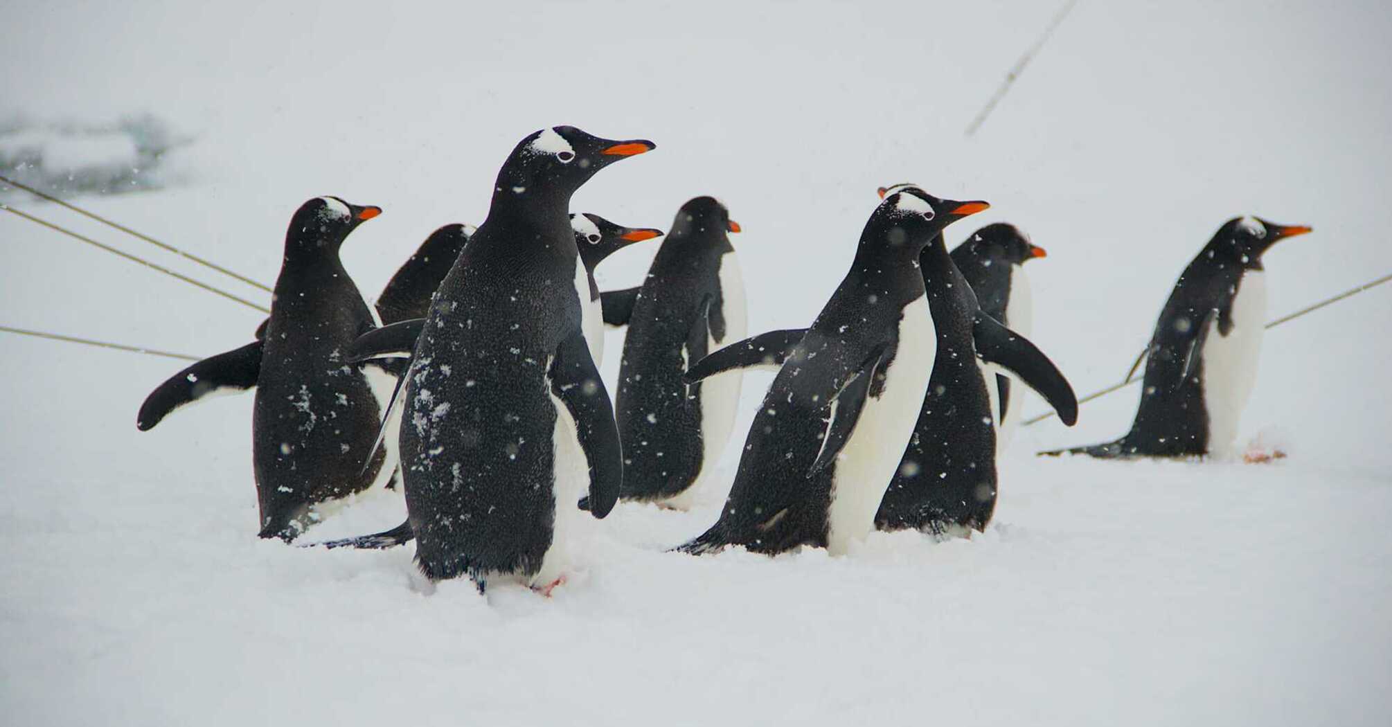 Penguins visit Akademik Vernadsky station for the first time after the July ice trap. This video will cheer you up