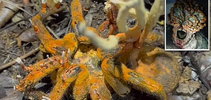 A researcher in the Amazon stumbled upon a dead tarantula infected with a 'zombie fungus'. Photo and video 18+