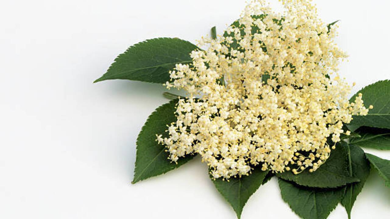 How to make elderberry syrup for the winter: can be frozen and stored in the refrigerator