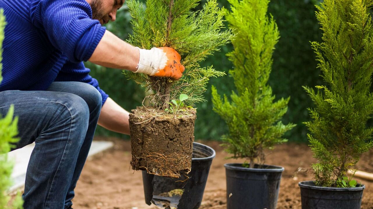 How to feed thuas for lush growth: the best options