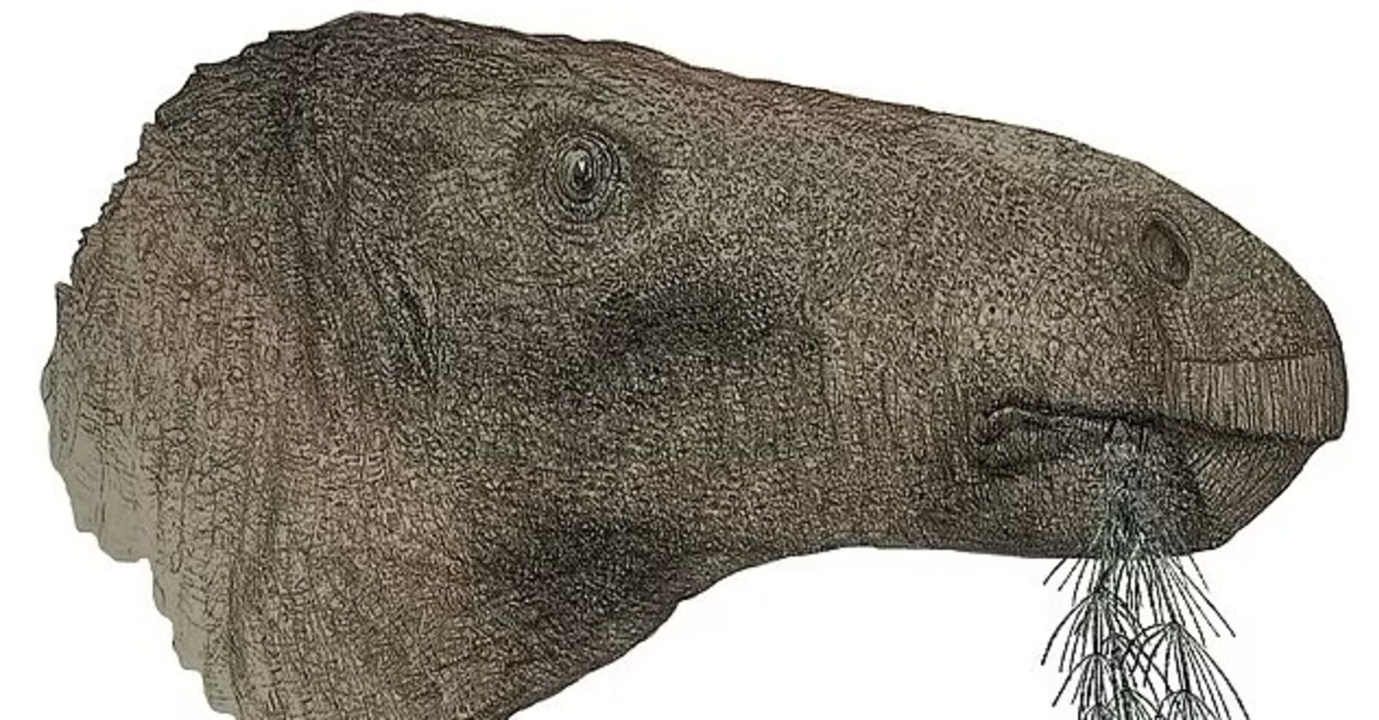Scientists have found a new species of dinosaur the size of the American bison. Photo
