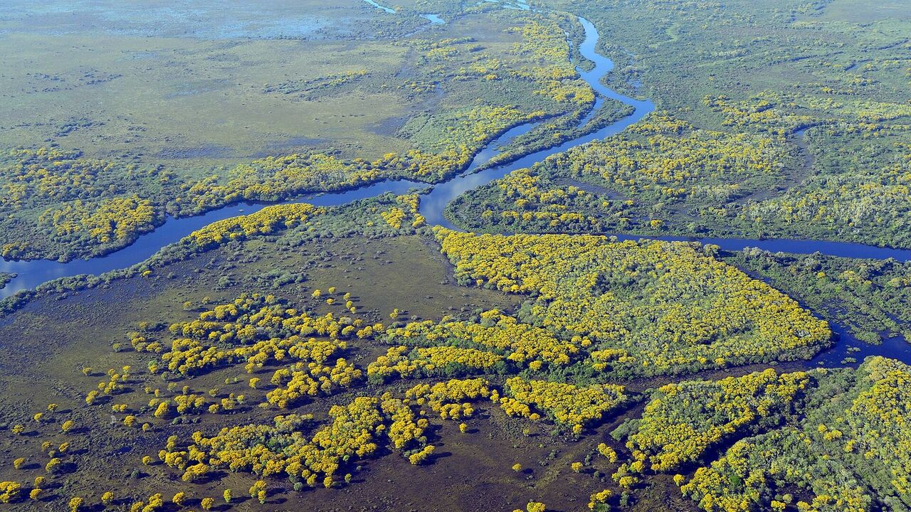 Пантанал в Бразилии: чем привлекает фотографов самое большое болото в мире