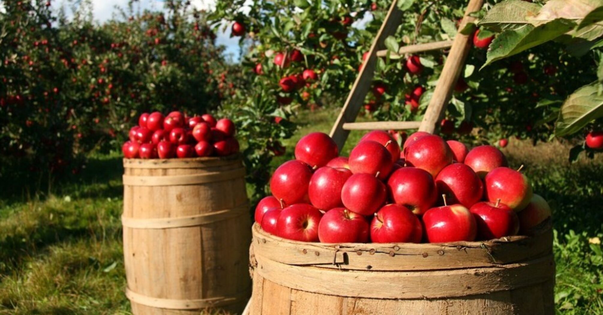Fermented apples for the winter in a jar: how to cook successfully