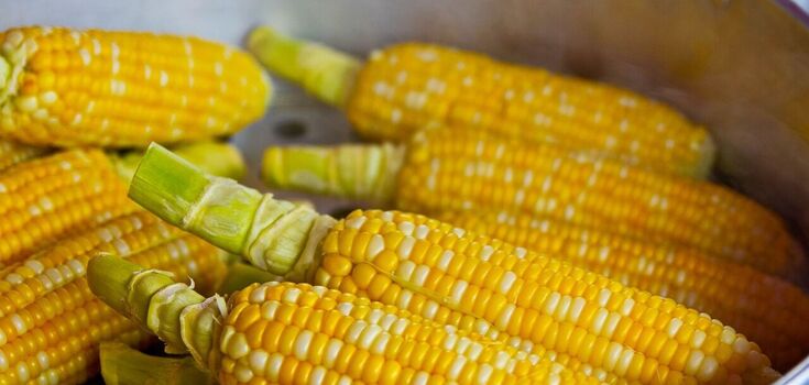 How to cook young corn deliciously so that it is not hard and dry: a very simple way