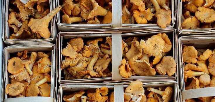 How to pickle mushrooms for the winter: recipe for a successful marinade