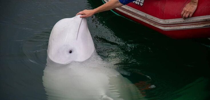 The famous Russian whale "spy" died off the coast of Norway: what is known about him. Photo