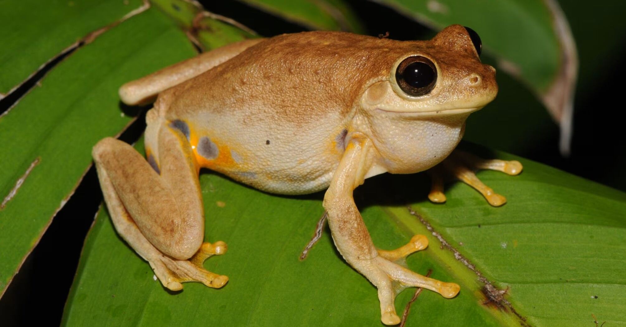 A ball spider, a David Attenborough worm and a laughing frog: 750 new species discovered in Australia