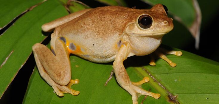 A ball spider, a David Attenborough worm and a laughing frog: 750 new species discovered in Australia