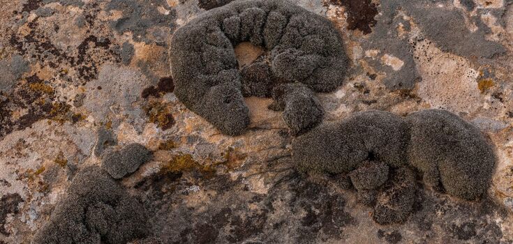Is there life on Mars? Scientists have discovered a plant that can survive on the red planet. Photo
