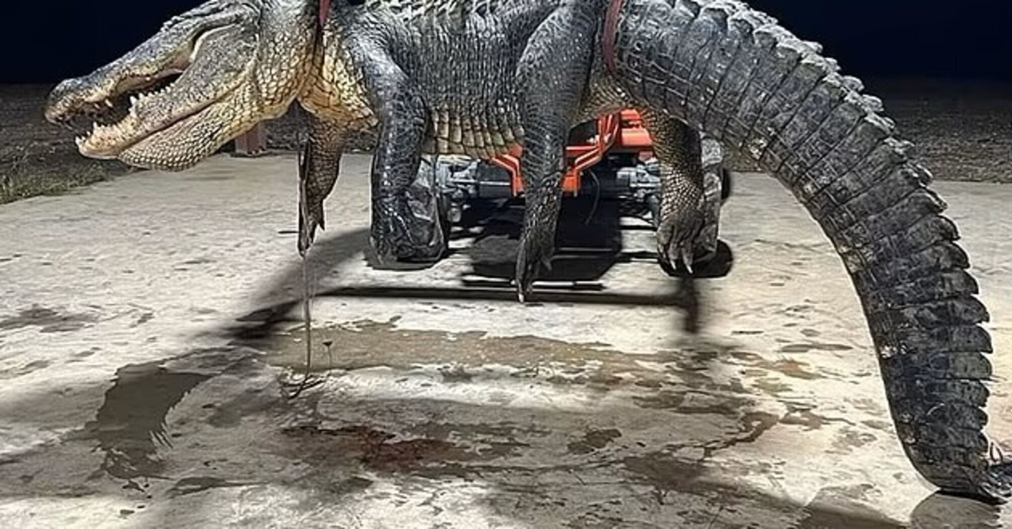 Giant 4-meter alligator caught in the United States: six hunters barely managed to hold it still. Photo