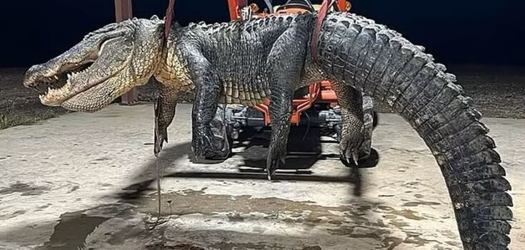 Giant 4-meter alligator caught in the United States: six hunters barely managed to hold it still. Photo