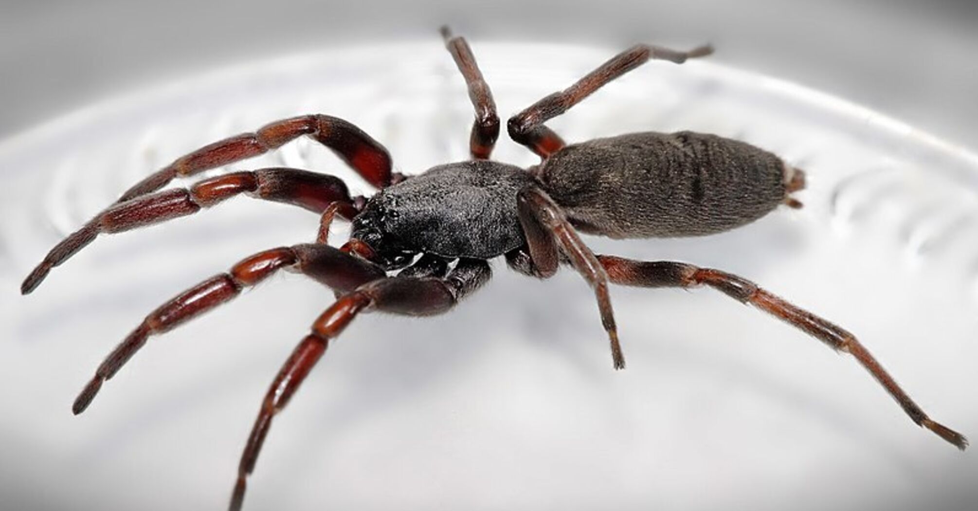 One of the scariest spiders in Australia set a 'trap' for a mother and child among the construction bricks. Photo of the poisonous 'monster'