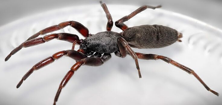 One of the scariest spiders in Australia set a "trap" for a mother and child among the construction bricks. Photo of the poisonous "monster"