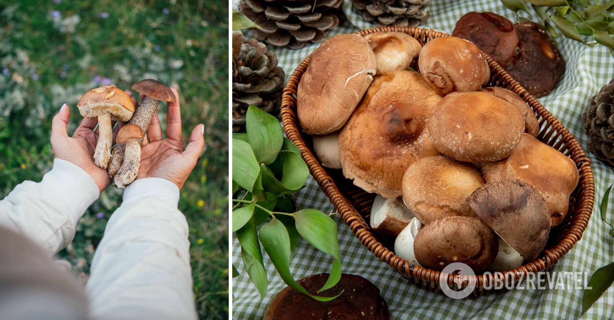 Mushroom season begins: where to find a bountiful harvest in the Carpathians